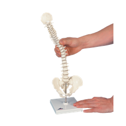 Mini Vertebral Spinal Column-Flexible On Stand