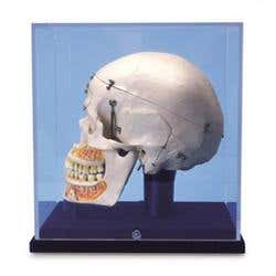 10 Part Deluxe Demonstration Skull W/Case