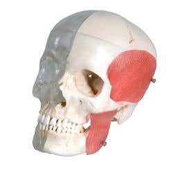 Combined Transparent/Bony Skull-8 Part