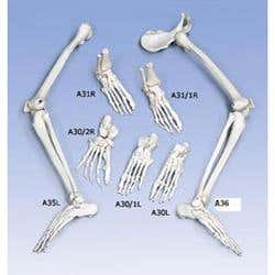 Left Foot &amp; Ankle With Tibia And Fibula