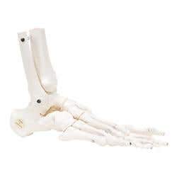 Right Flexible Foot &amp; Ankle Skeleton