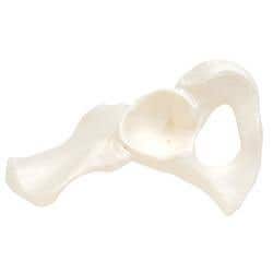 Hip Bone Model, Left