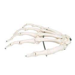 Hand Skeleton - Right
