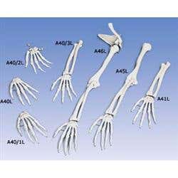 Hand Skeleton With Lower Arm - Right
