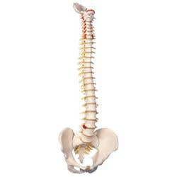 Flexible Spinal Column Male