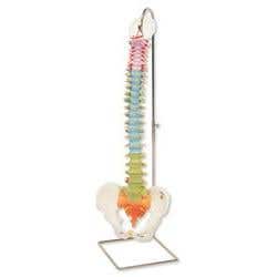 Didactic Flexible Spine