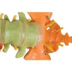 Didactic Spine W/ Femur Heads
