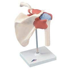 Deluxe Functional Shoulder Joint Model