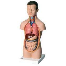 Mini Torso - 12 Part