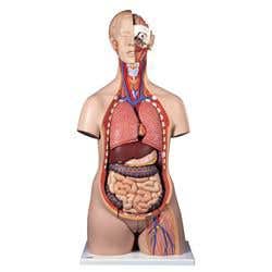 Deluxe Dual Sex Torso - 24 Part