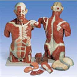 Muscle Torso 27 Part