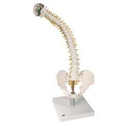 Flexible Spine W/ Soft Intervertebral Discs