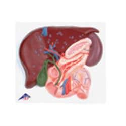 Liver W/Gall Bladder, Pancreas, &amp; Duodenum