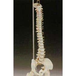 Desk Size Vertebral Column