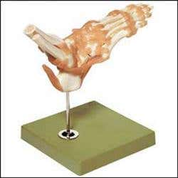 Foot &amp; Ankle Functional Model