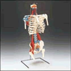 Skeletal Torso