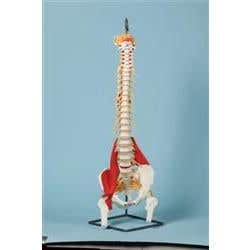 Vertebral Column With Muscles