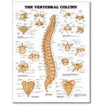 Chart Vertebral Column 20" X 26" Styrene