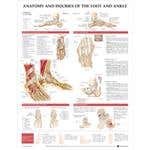 Foot And Ankle Chart, 20" X 26" Styrene
