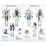 Sclerotome Pain Charts 22" X 36" Set Of 2