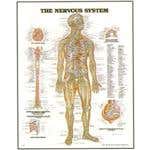 Chart Nervous System 20X26' Styrene Plastic