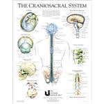 Craniosacral System Poster 19" X 25"