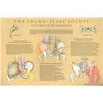 The Sacroiliac Joints: Patterns Of Dysfunction