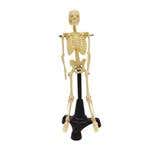 Petite Pete Skeleton