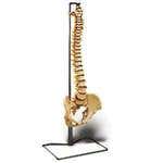 Economy Vertebral Column With Stand