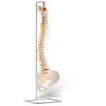 Basic Vertebral Column With Spinal Nerve