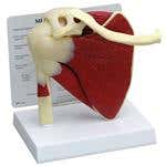 Shoulder Model W/Muscles And Key