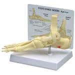 Ankle/Foot Plantar Fasciitis W/ Key Card