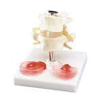 Budget Lumbar Vertebrae with Interchangeable Discs