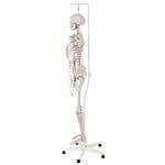 Stan The Standard Skeleton W/Hanging Roller Stand