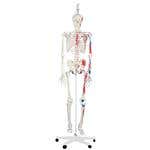 Max The Muscle Skeleton W/ Hanging Stand
