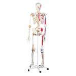 Super Human Skeleton Model "Sam" with Pelvic Roller Stand