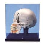 10 Part Deluxe Demonstration Skull W/Case