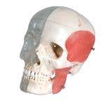 Combined Transparent/Bony Skull-8 Part