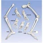 Left Foot & Ankle With Tibia And Fibula