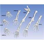 Hand Skeleton With Lower Arm - Right