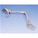 Arm Skeleton With Scapula & Clavicle - Left
