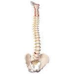 Classic Flexible Spinal Column