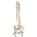 Vertebral Column & Femoral Heads