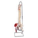 Classic Flexible Spine with Femur Heads and Painted Muscles