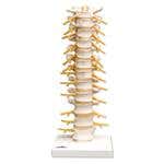 Thoracic Spinal Column