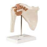 Functional Shoulder Joint