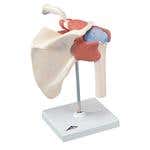 Deluxe Functional Shoulder Joint Model
