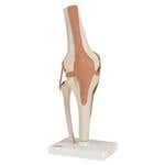 Functional Knee Joint Model
