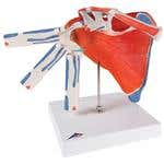 Shoulder Joint With Rotator Cuff