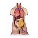 Unisex Torso Without Head-10 Part